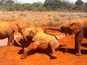 Private Half-Day Tour of David Sheldrick Elephant Orphanage in Nairobi