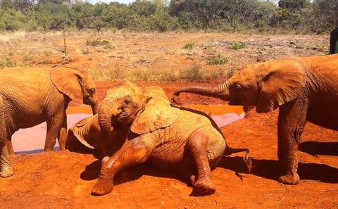 Private Half-Day Tour of David Sheldrick Elephant Orphanage in Nairobi