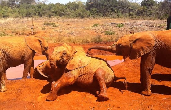 Private Tour: David Sheldrick Elephant Orphanage Half-Day Tour from Nairobi