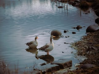 Dynjandi Waterfall, Fishing Village, and Bird Sanctuary , photo 8