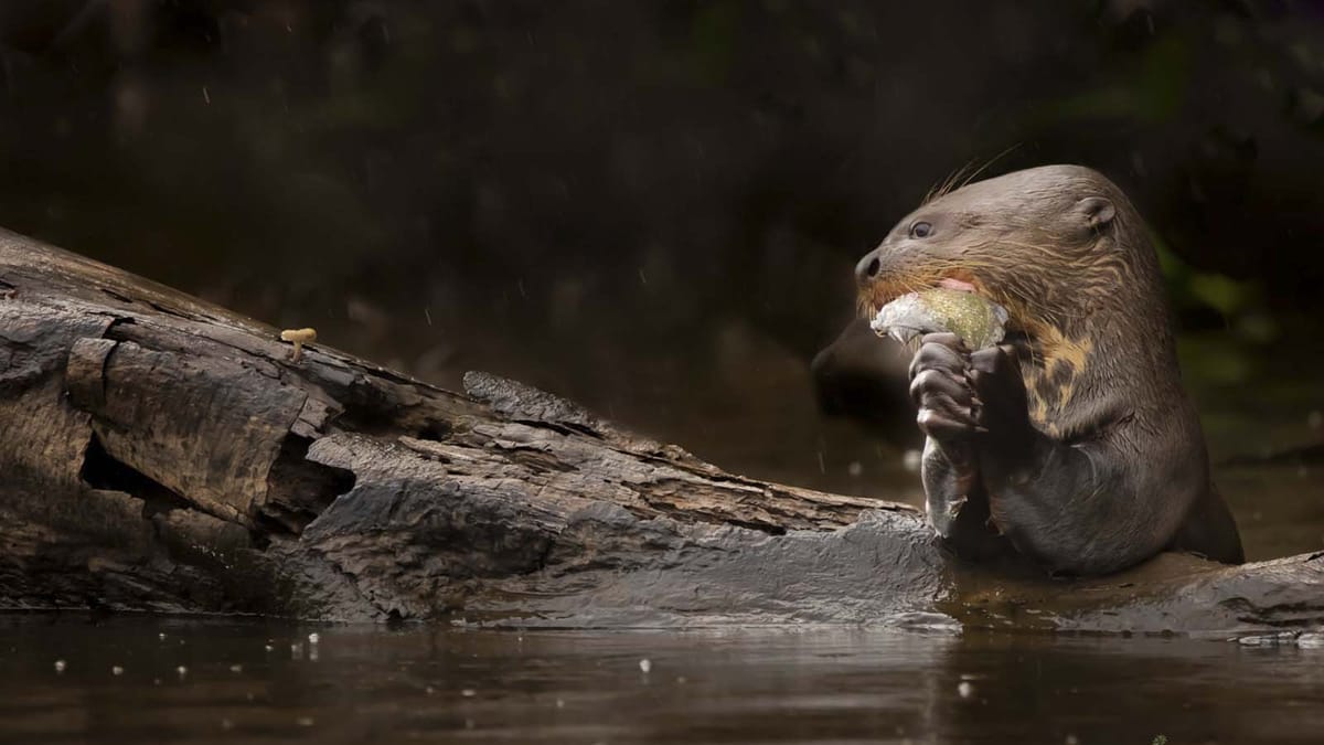 Pmal-04 : Macaw Magic: 3 Days at Tambopata’s Clay Lick
