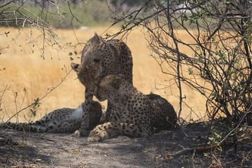Full Day Safari in Hwange National Park from Victoria Falls