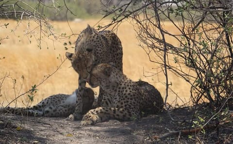 Full Day Safari in Hwange National Park from Victoria Falls