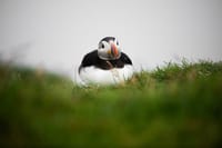 Faroe Islands: Mykines Puffin Island | Group Tour 1