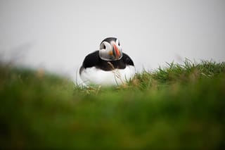 Faroe Islands: Mykines Puffin Island | Group Tour