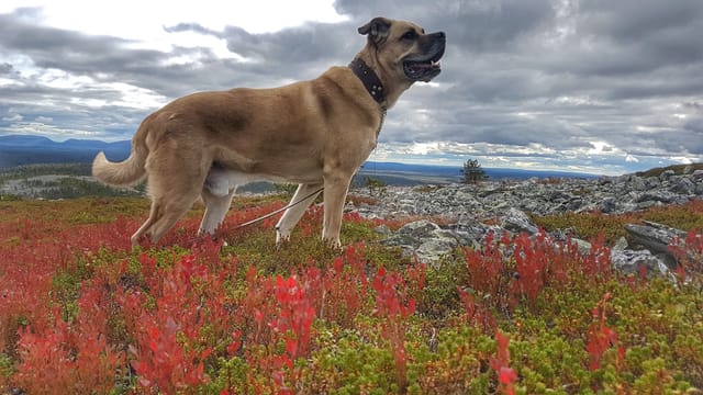 Discover the Secrets of the Finnish Nature at the Pyhä-Luosto National Park and Marks of Ice Age at the Ukko-Luosto Fell