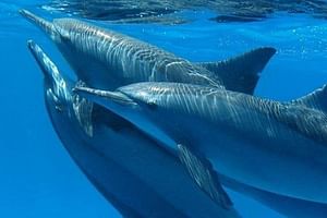 Dolphin House Royal VIP Snorkeling Sea Trip, Lunch, Water Sports - Hurghada