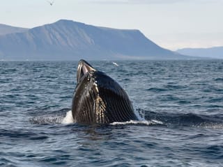 Reykjavík Premium Whale Watching, photo 17