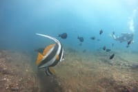 Beginner-Friendly Scuba Diving in Mirissa with Hotel Transfers 6