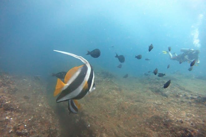 Scuba Diving in Mirissa 6