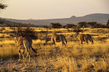 Samburu Luxury Safari Package – 3 Days 2 Nights