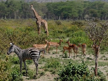 8 Days Amboseli lake Nakuru Masai Mara lake Naivasha safari