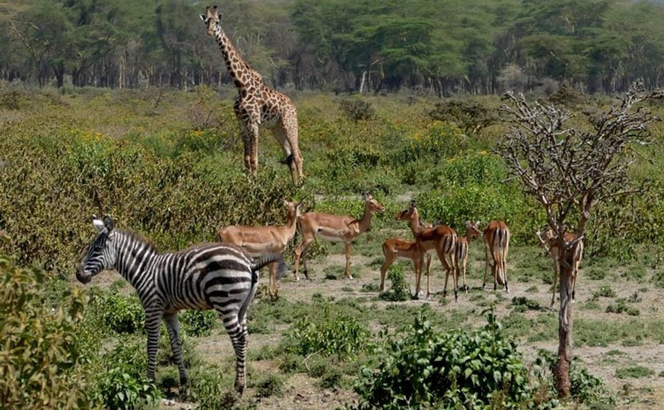 8 Days Amboseli lake Nakuru Masai Mara lake Naivasha safari