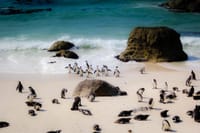 Best of Cape Town 8