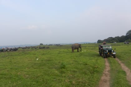 Sigiriya with Minneriya or Kaudulla Tour