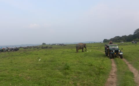 Sigiriya Rock Fortress and Minneriya National Park Tour