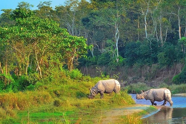 Chitwan Wildlife Adventure: Discover Temples and Tigers in Nepal