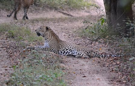 Sri Lanka full circle on beaten path 4 day tour with hotels