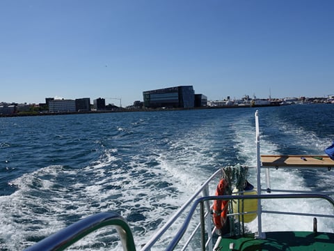 Whale Watching and Marine Life Tour in Faxafloi, photo 25