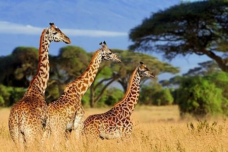 Giraffe Encounter, Nairobi Museum & Artisan Beads Tour in Nairobi