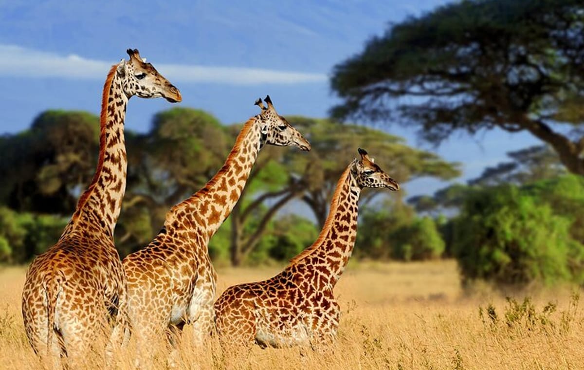 Giraffe Center, Nairobi National Museum and Kobe Beads Center