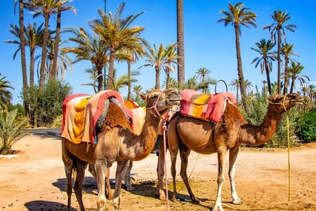 Camel Ride in Marrakesh's Palm Grove