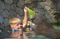 Manatee Encounter en Isla Mujeres 9
