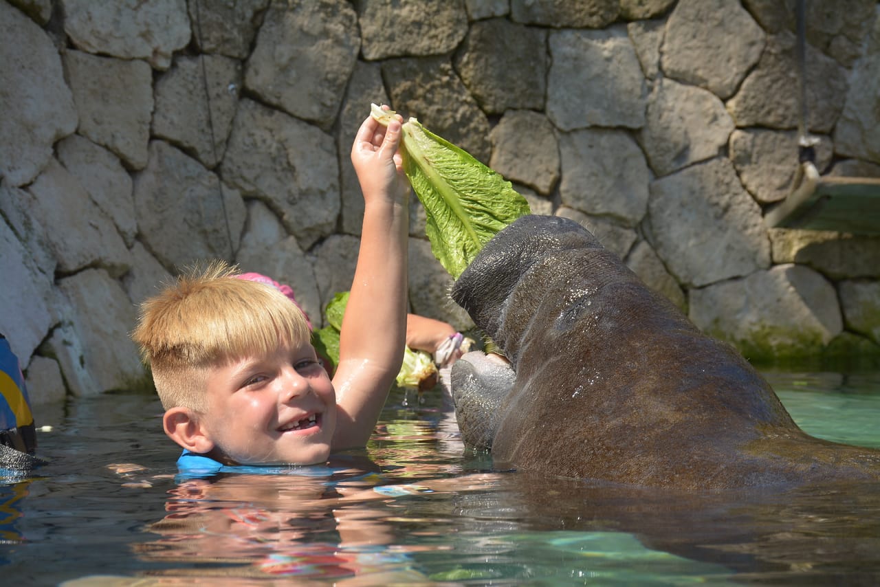 Manatee Encounter en Isla Mujeres 9
