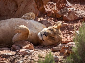 Big 5 Safari and Wine Tasting Tour in Cape Town