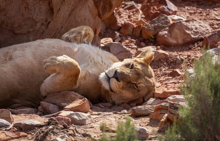 Sunset Big 5 Aquila Safari Snacks and Wine Tasting