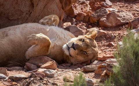 Big 5 Safari and Wine Tasting Tour in Cape Town