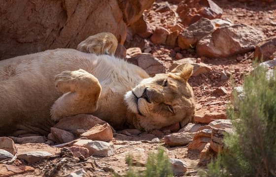 Sunset Big 5 Aquila Safari Snacks and Wine Tasting