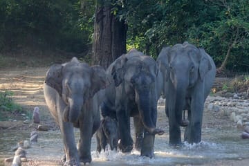 Delhi to Corbett Tiger Reserve 3-Day Wildlife Tour
