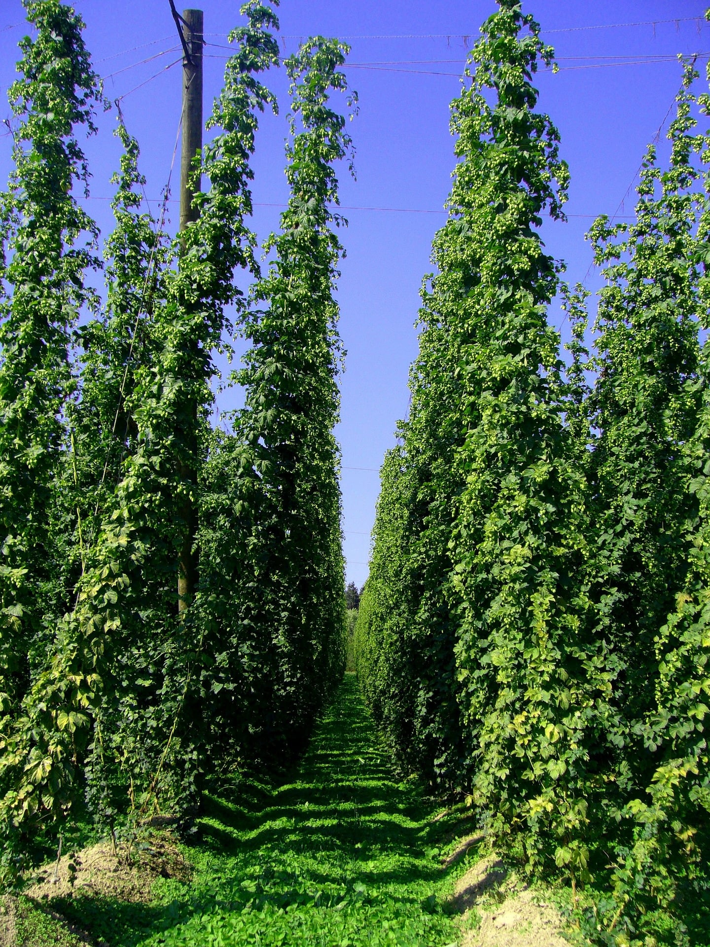 Hopfengarten