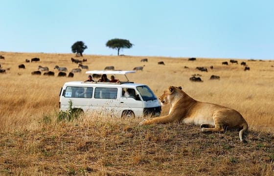 Full Day Tour Nairobi National Park, Elephant Orphanage & Giraffe Center