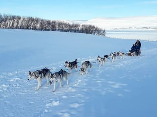 Dog Sledding in Akureyri, photo 7