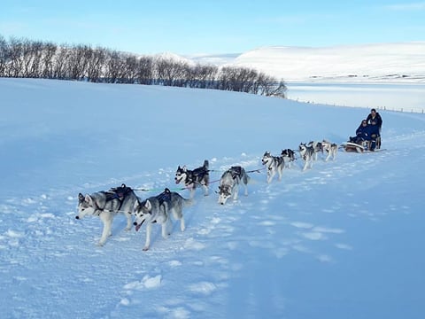 Dog Sledding in Akureyri, photo 7