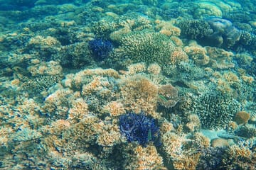 Luxury Speed Boat Day Trip to Komodo and Padar Islands