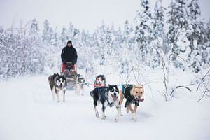 Husky Long Trail Adventure in Arctic Circle