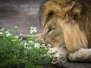 2-day Safari from Arusha: Lake Manyara - Tarangire