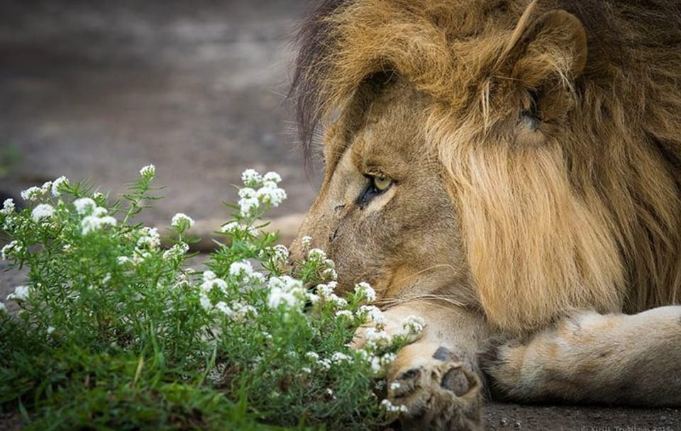2-Day Safari Adventure in Lake Manyara and Ngorongoro Crater