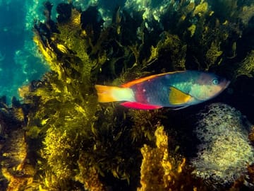 Crimson Banded Wrasse