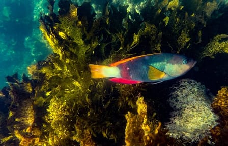 Snorkeling Adventure in Sydney's Bronte to Coogee Marine Reserve