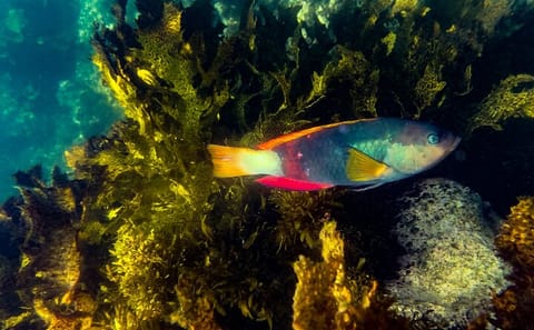 Snorkeling Adventure in Sydney's Bronte to Coogee Marine Reserve