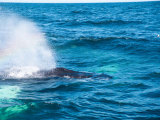 Whale surfacing in bright blue waters during a Reykjavík whale tour