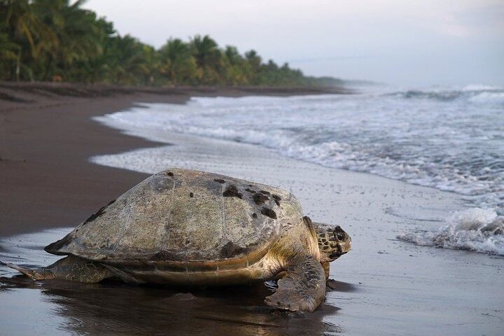 3-Day Tour in Tortuguero National Park with Pick Up