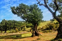 Madeira West Porto Moniz pools - Enchanted Terraces Fanal Unesco 4