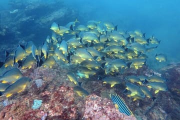 Scuba Diving in Kalpitiya