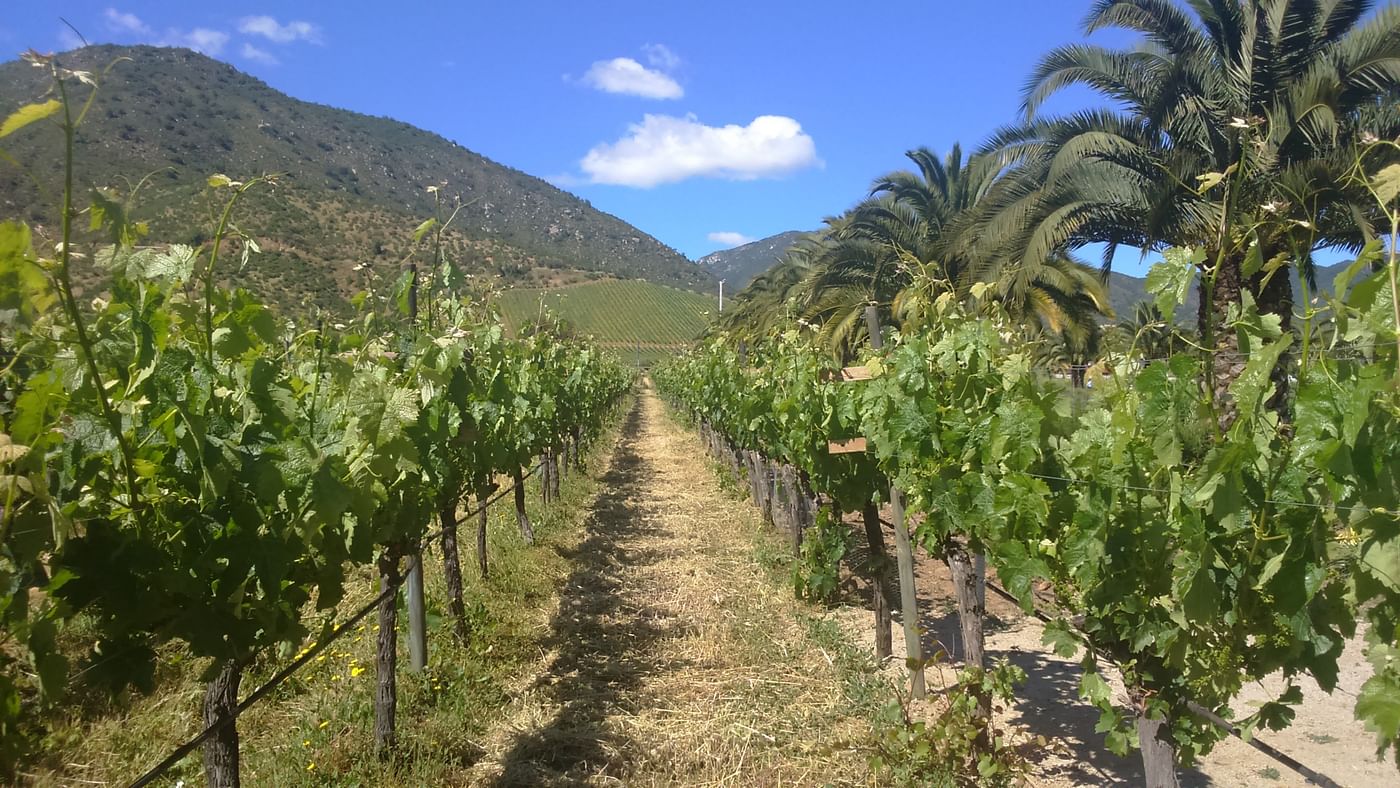 Private Wine Tour in Casablanca Valley: Explore 3 Unique Vineyards