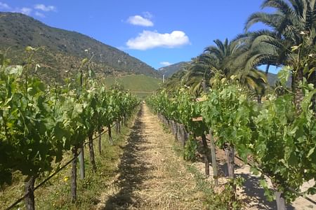 Private Wine Tour in Casablanca Valley: Explore 3 Unique Vineyards